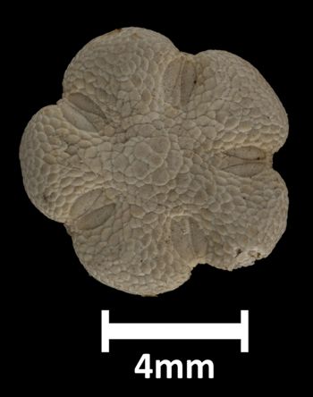 Media type: image;   Invertebrate Zoology OPH-3740 Description: Top down view of single ophiuroid specimen with a scale bar.;  Aspect: dorsal